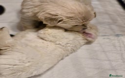 Golden Retriever dogs for sale: Golden retriever puppies  - Image 2