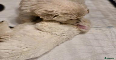 Golden Retriever dogs - Advert 1
