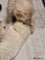 Golden Retriever dogs - Advert 3