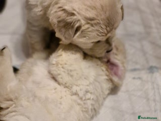 Golden Retriever dogs Golden retriever puppies - Advert 12