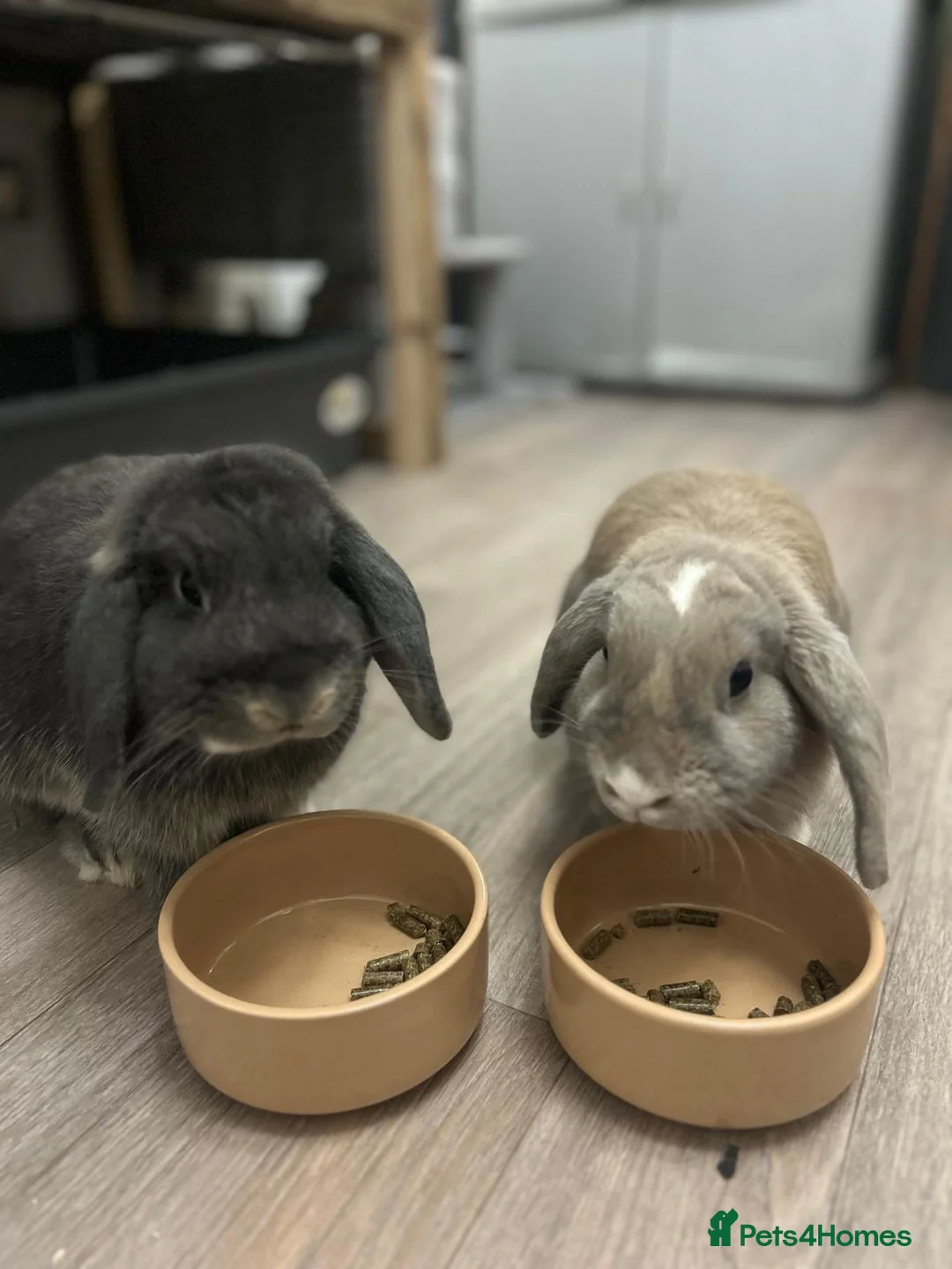 Mini Lop rabbits for sale: Two mini lops for sale  - Advert 2