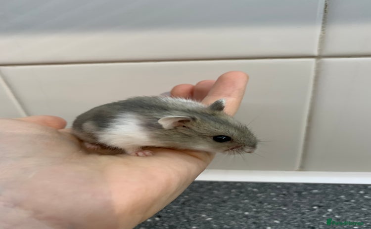 Hamster rodents - Advert 4
