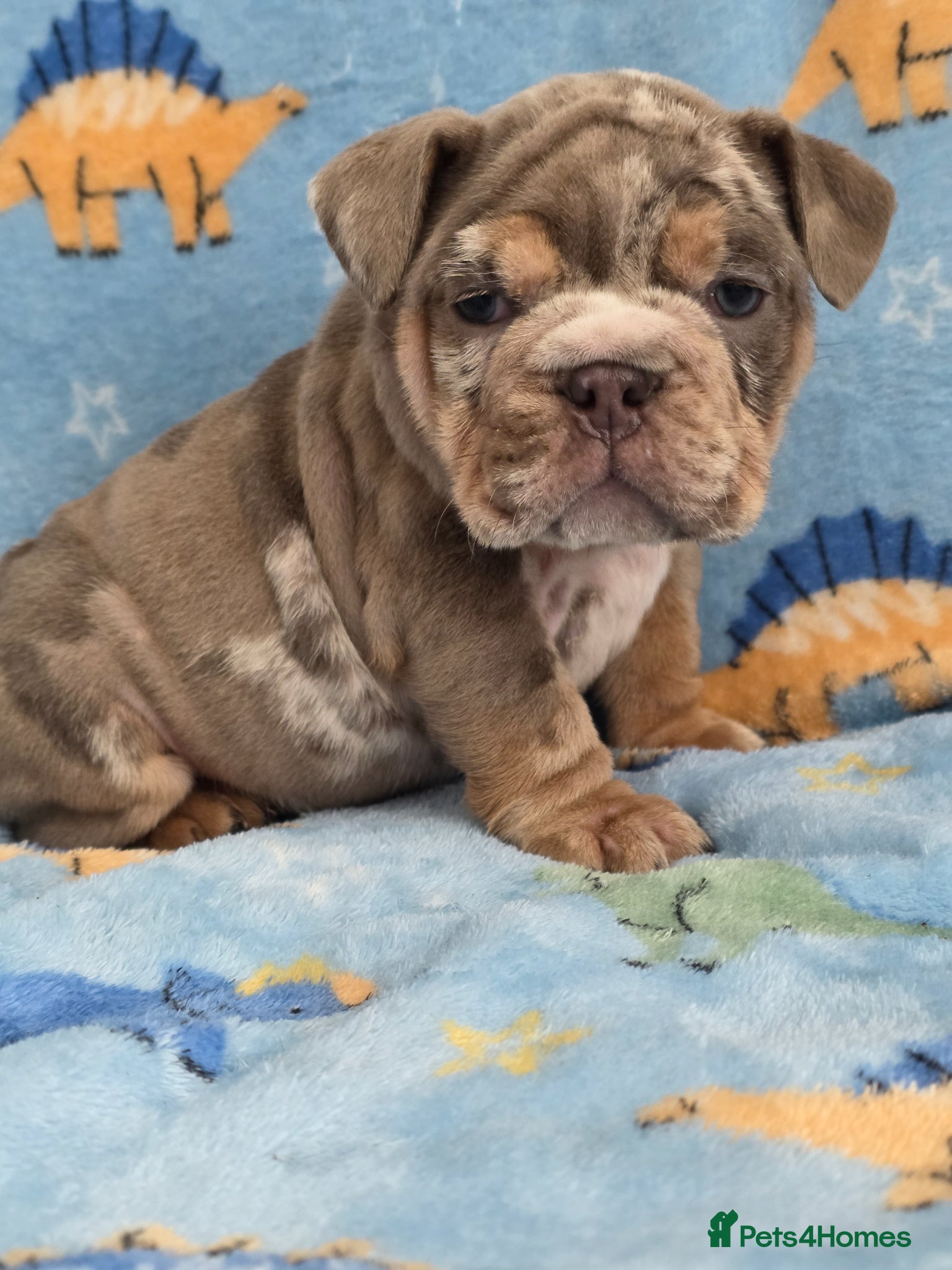 English Bulldog dogs british bulldog pups - Advert 4