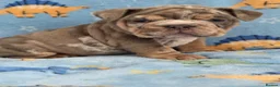 English Bulldog dogs for sale: british bulldog pups ready now  - Advert 6