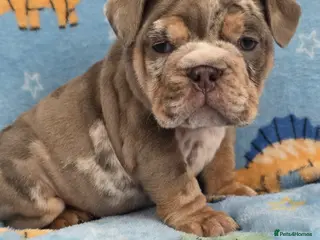 English Bulldog dogs british bulldog pups - Advert 6