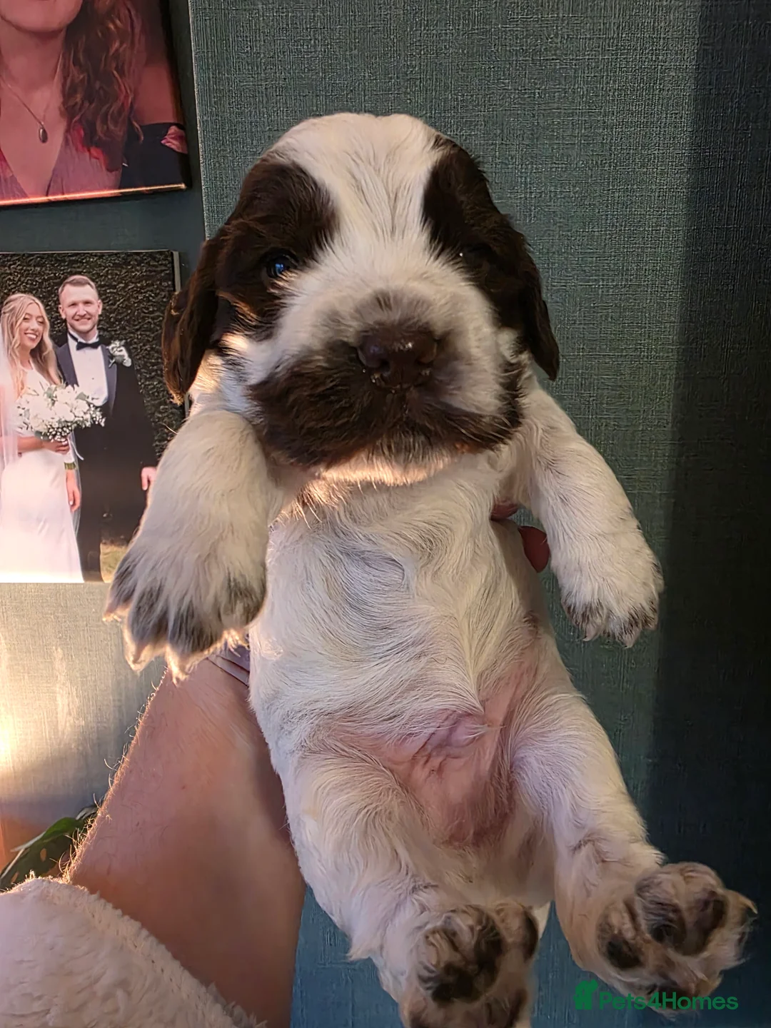 Cocker Spaniel dogs for sale: Choc roan cocker spaniel pups  - Advert 6