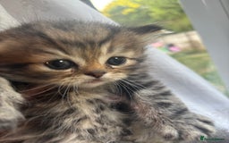 Persian cats for sale: Persian Ragdoll Kittens  - Image 10
