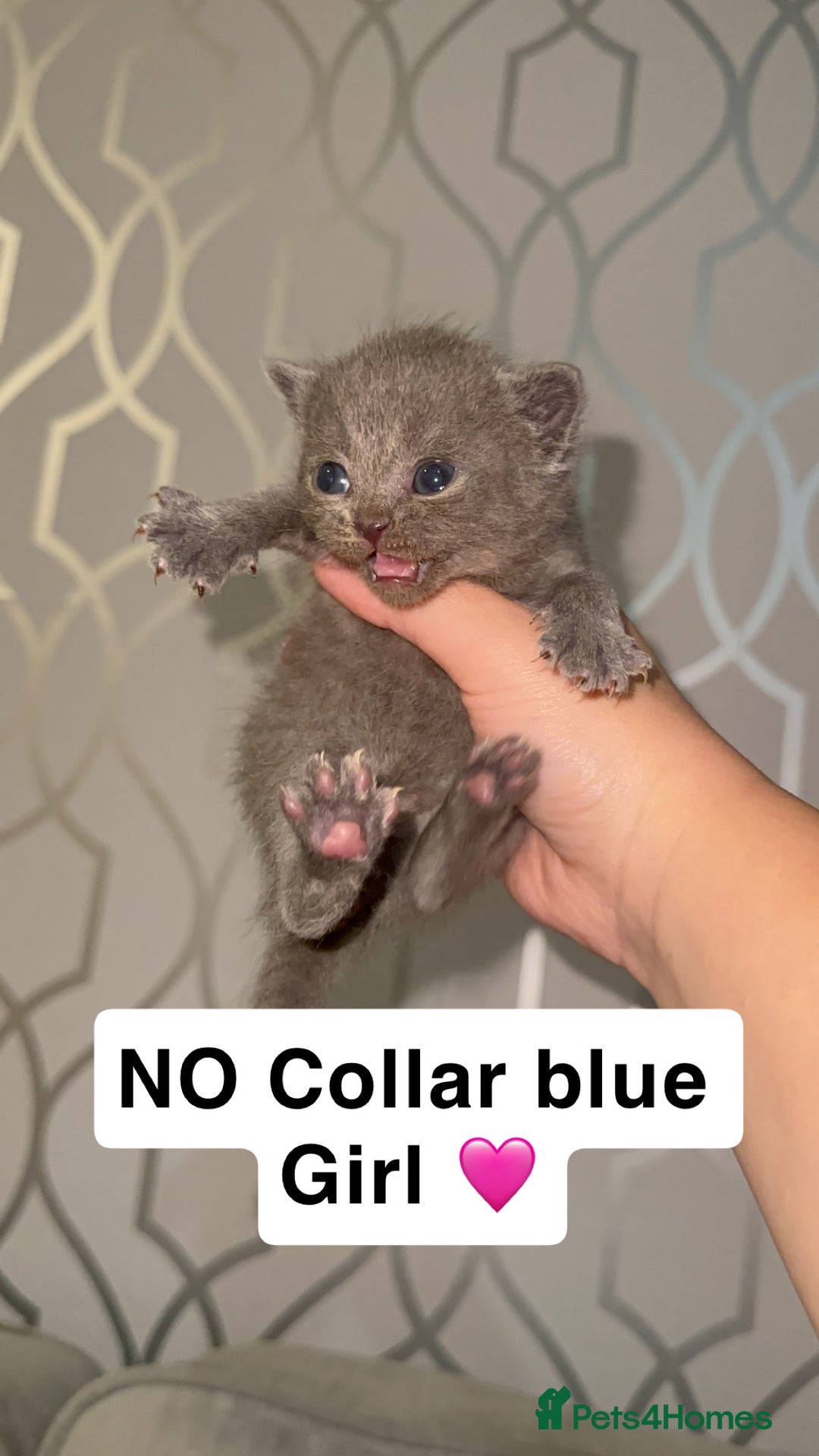 British Shorthair cats for sale: Stunning British Short Hair Kittens - Image 4