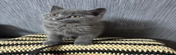 British Shorthair cats for sale:     British Shorthair Kittens – 3 Beautiful Girls - Advert 17