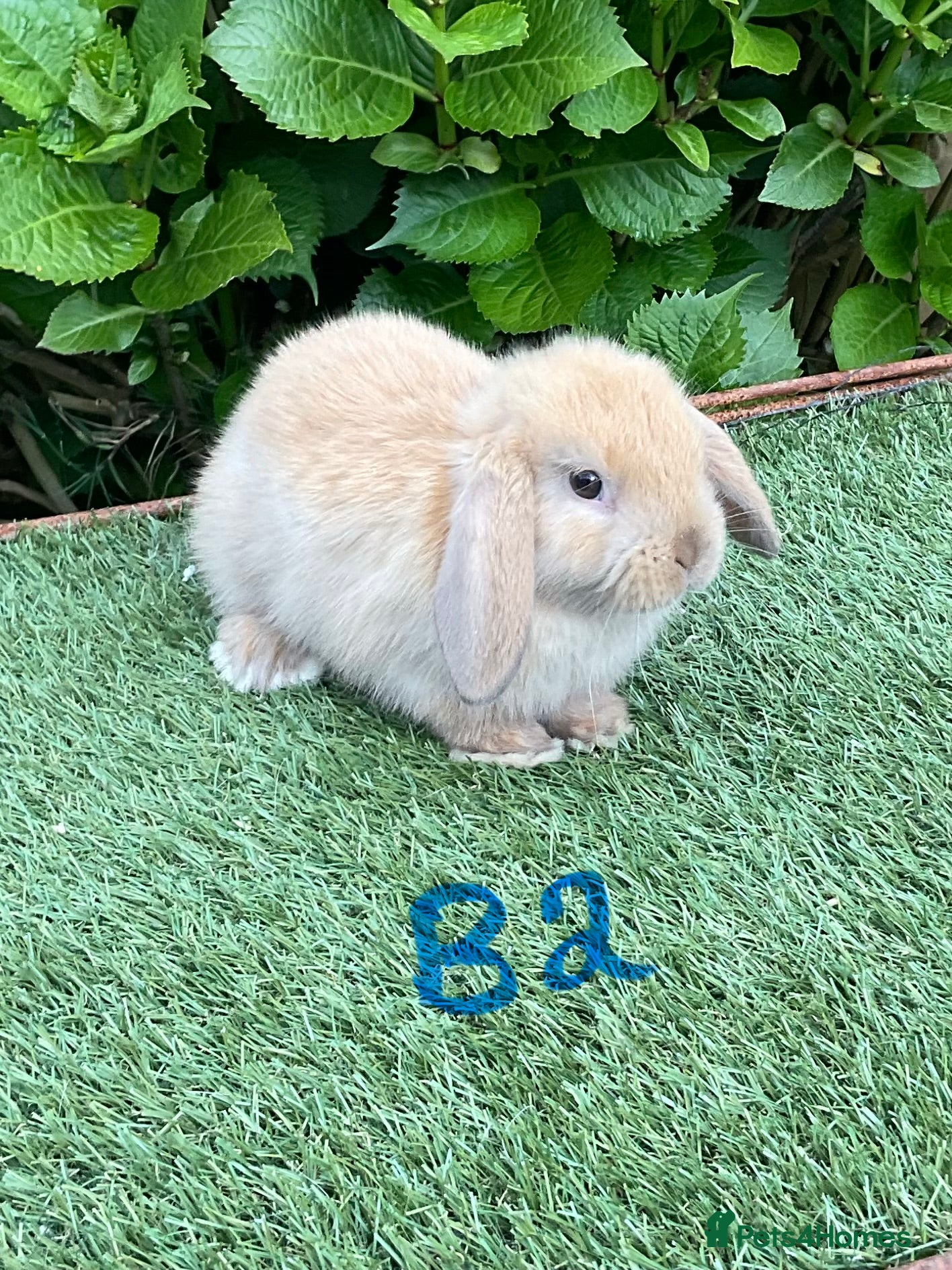 Mini Lop rabbits Pure bred mini lops baby rabbits  - Advert 1