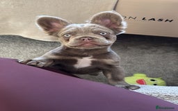 French Bulldog dogs for sale: Isabella & Tan fluffy French bulldoy - Image 6