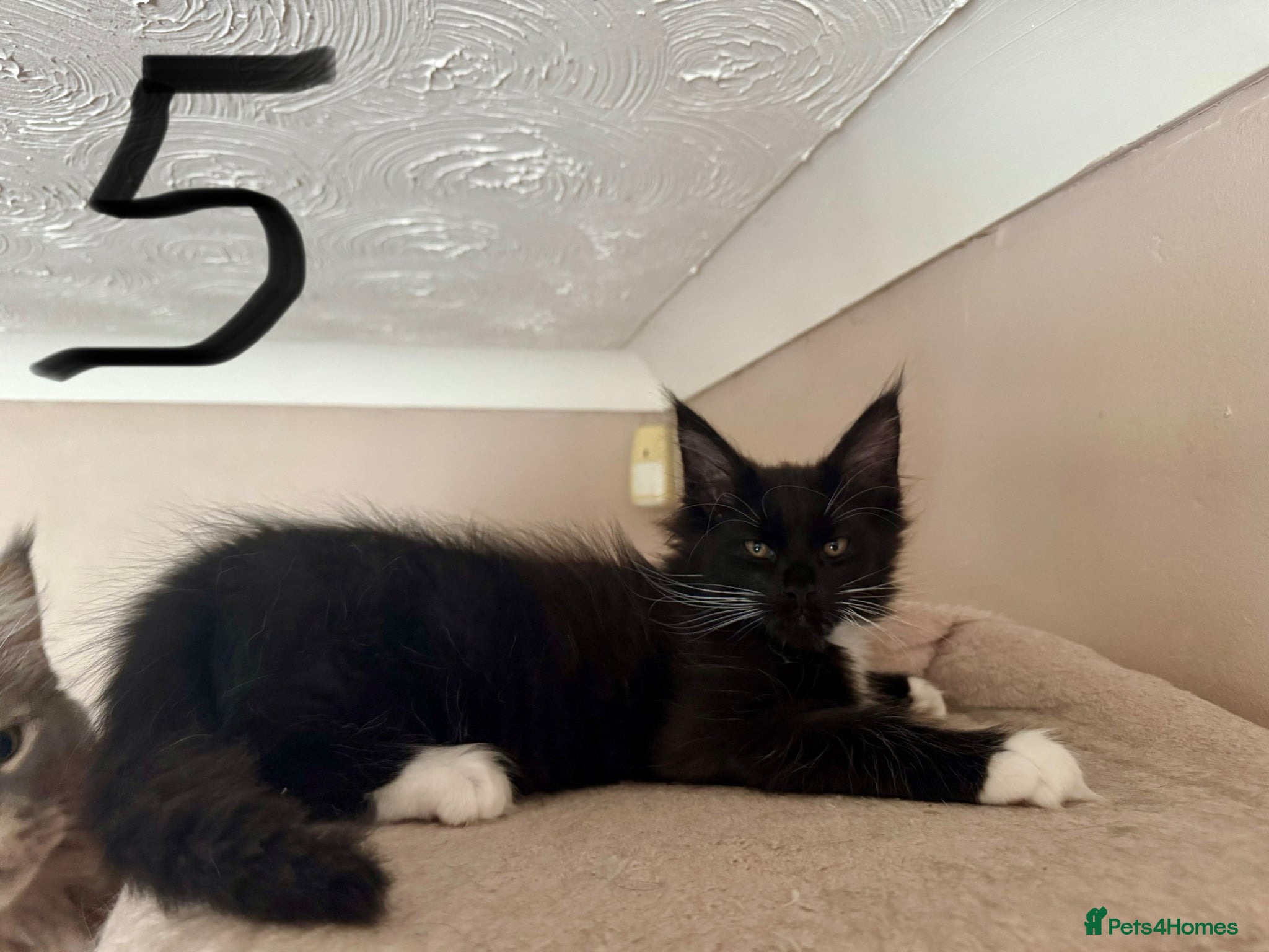 Maine Coon cats for sale: TICA MAINE COON BOY - £800.   - Advert 23