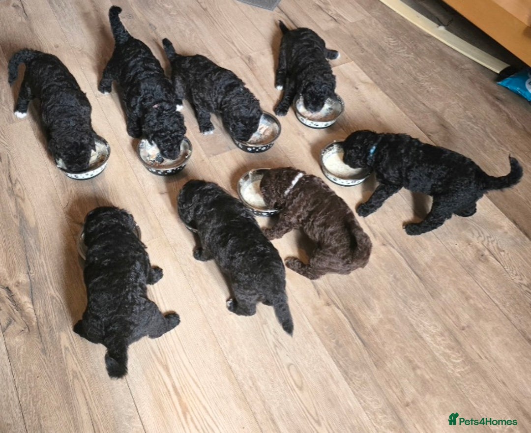 Mixed Breed dogs for sale: Standard poodle x  - Advert 7