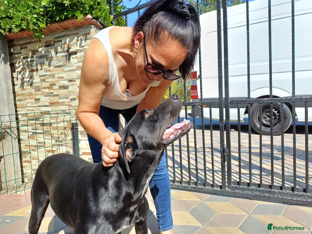 Mixed Breed dogs for adoption: Beautiful and Gentle JULIETTE - for a Loving Home in Nottingham - Advert 20