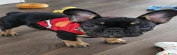 French Bulldog dogs for sale: Beautiful French Bulldog Puppies - Advert 9