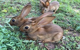 Belgian Hares rabbits for sale: Belgian hares  - Image 4