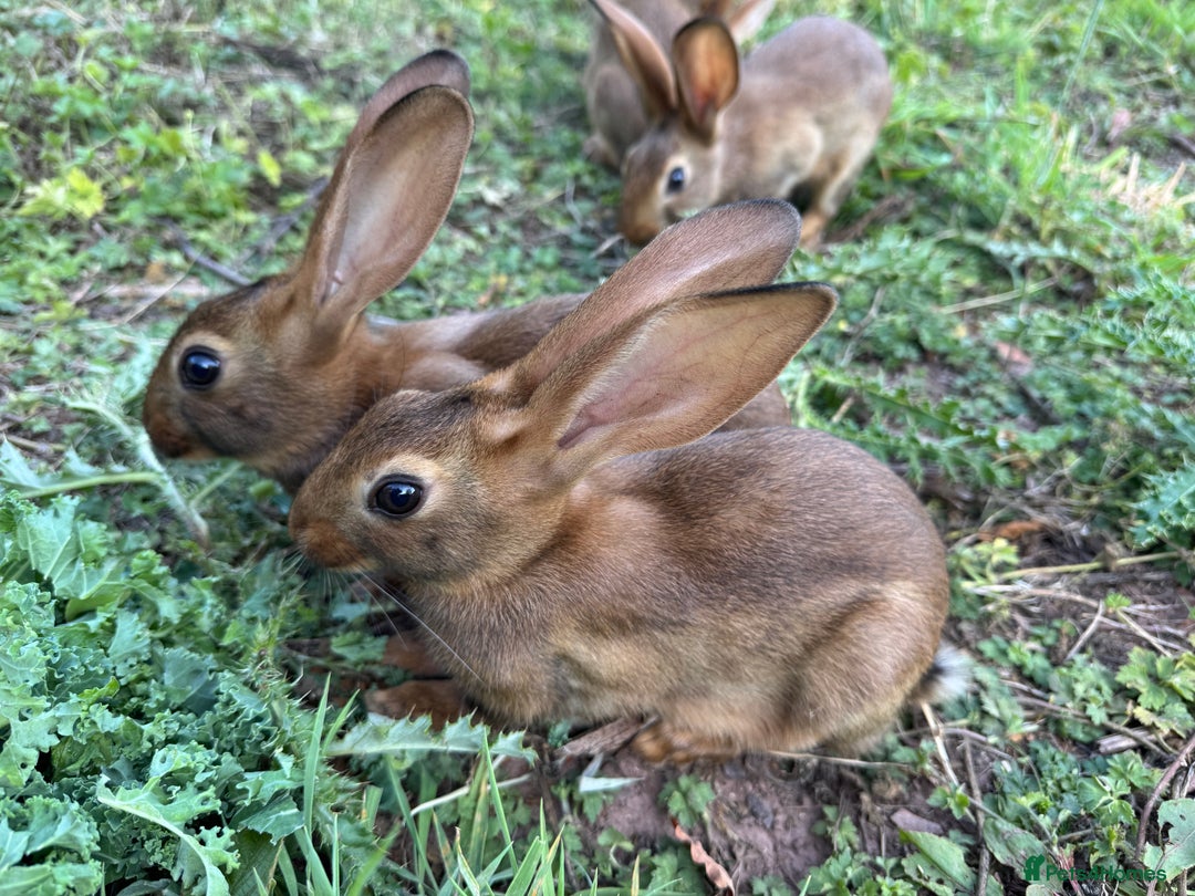 Belgian Hares rabbits for sale: Belgian hares  - Image 4
