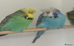 Budgerigars birds for sale: Selection of Budgies’s  - Advert 12
