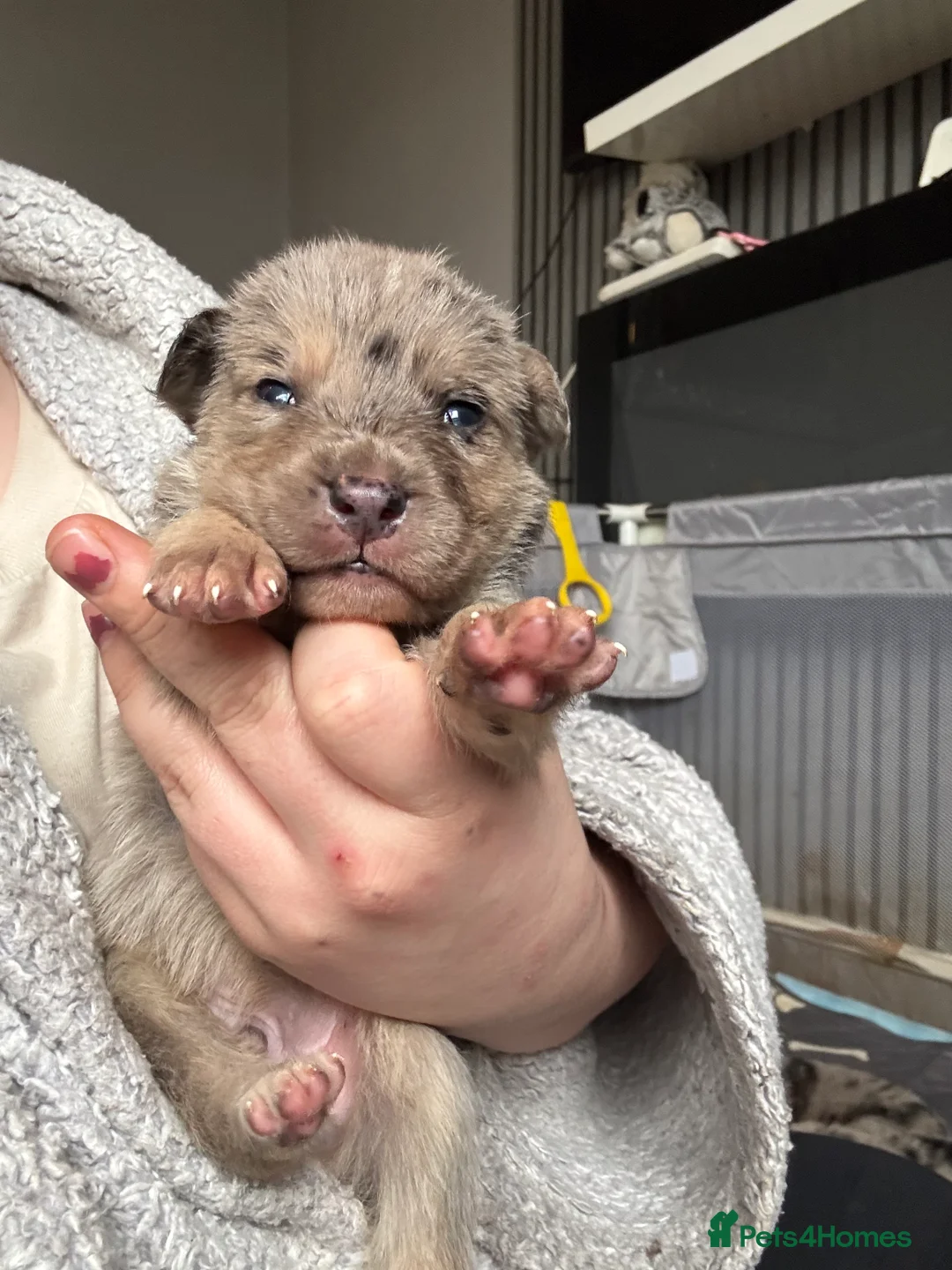 Mixed Breed dogs for sale: Beautiful staff x gsd puppies - Advert 10