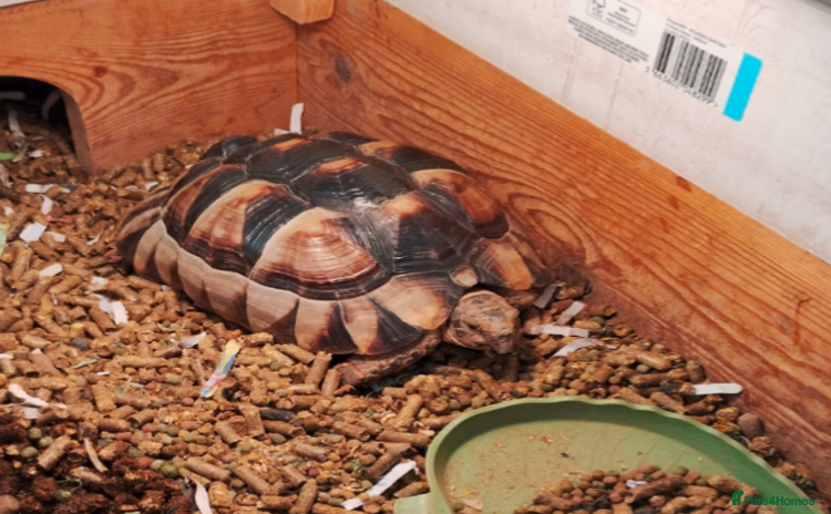 Tortoise reptiles - Advert 1