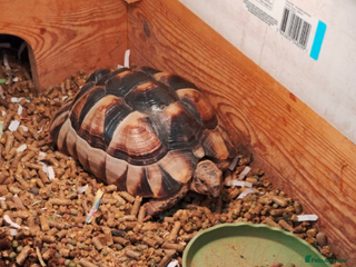 Tortoise reptiles - Advert 8