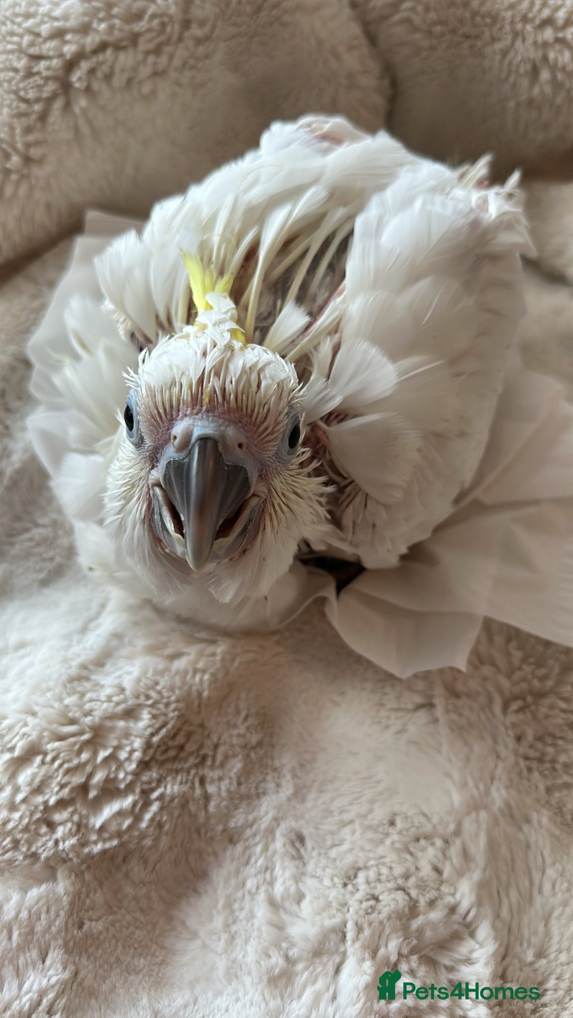 Cockatoo birds Triton  - Advert 11