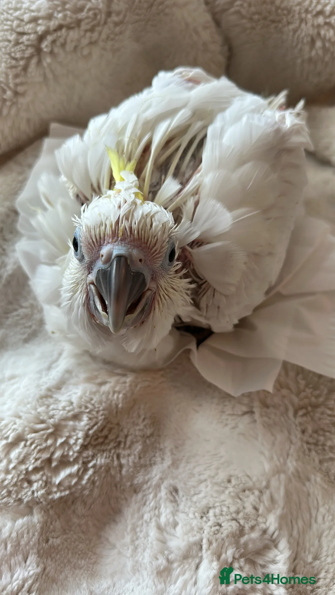 Cockatoo birds for sale: Triton  - Advert 1