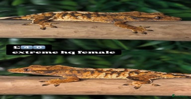 Gecko reptiles in Chigwell - Advert 7