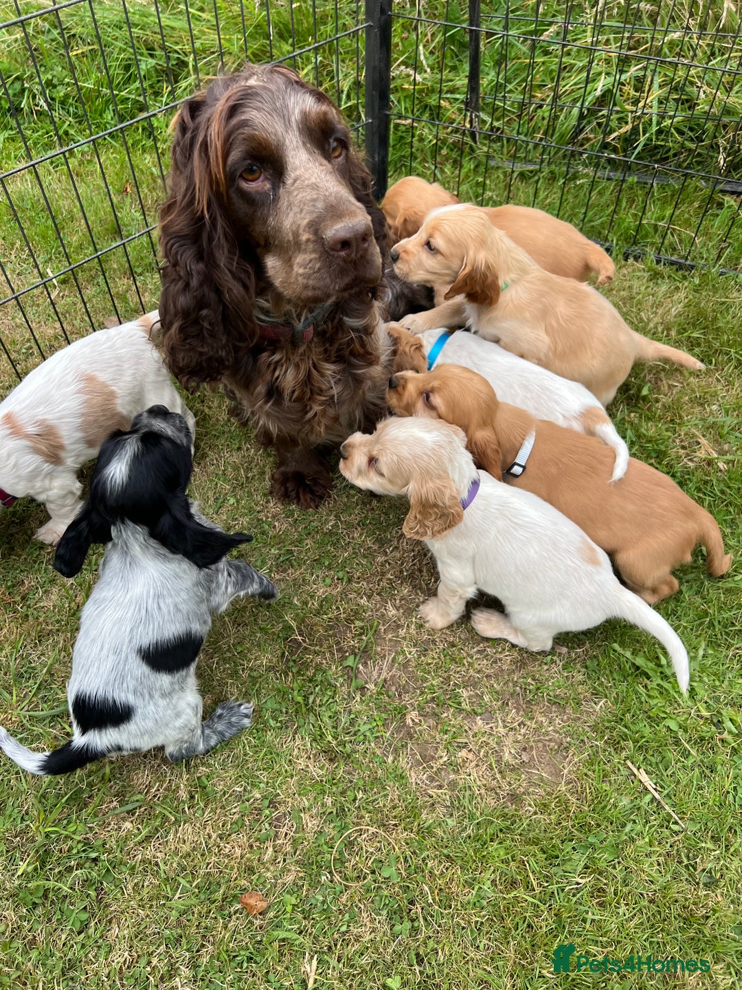 Cocker Spaniel dogs for sale: Show Cocker Puppies - Image 5