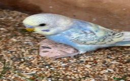 Budgerigars birds for sale: Budgies for sale £15 in Lincoln - Image 5