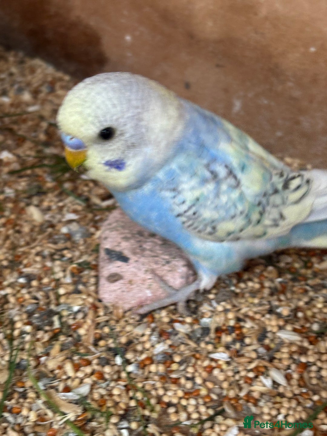 Budgerigars birds for sale: Budgies for sale £15 in Lincoln - Image 5
