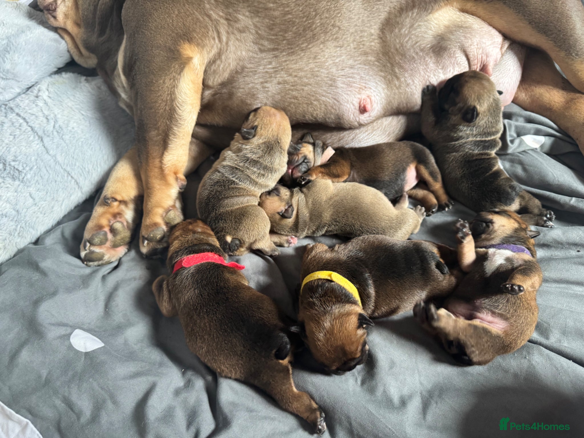 English Bulldog dogs 7 beautiful English Bulldog puppies 🐶  - Advert 1