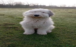 Sheepadoodle dogs for sale: Sheepadoodle puppies F1 - Image 6