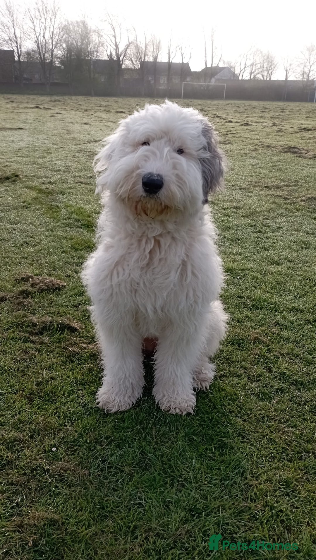 Sheepadoodle dogs for sale: Sheepadoodle puppies F1 - Image 6