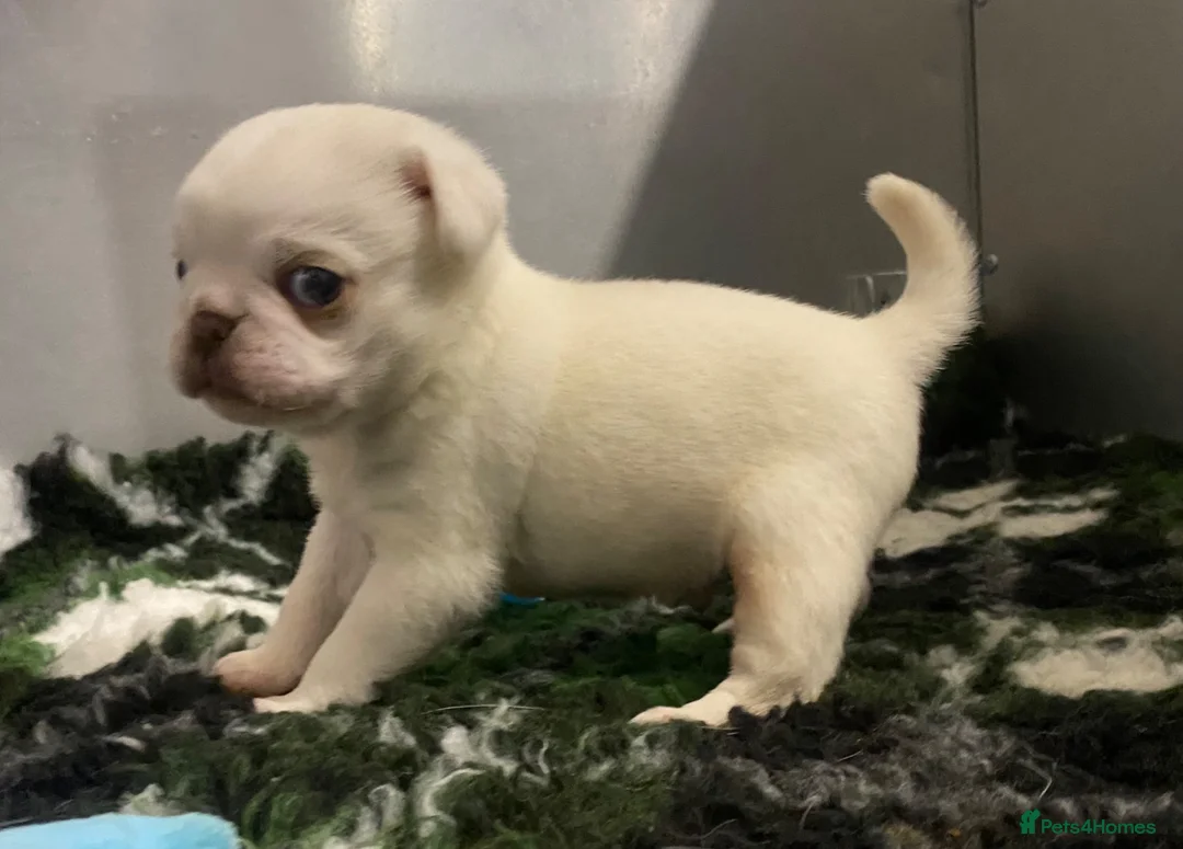 Pug dogs for sale: KC registered Platinum pug puppy - Advert 1