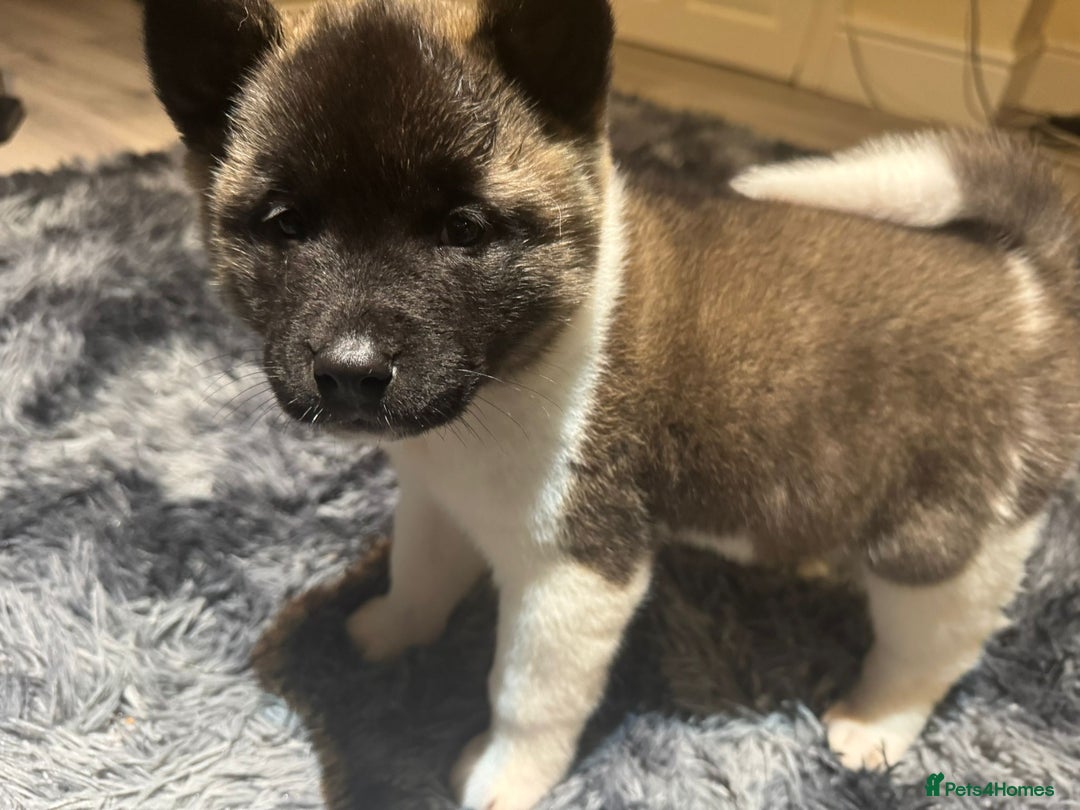 Akita dogs for sale: Bear faced American akitas puppies  - Advert 5