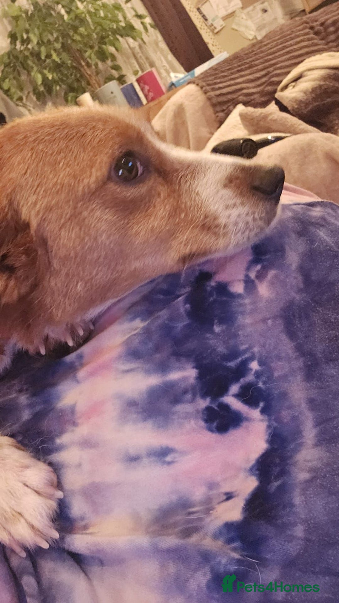 Mixed Breed dogs for adoption: Apricot  - Image 8