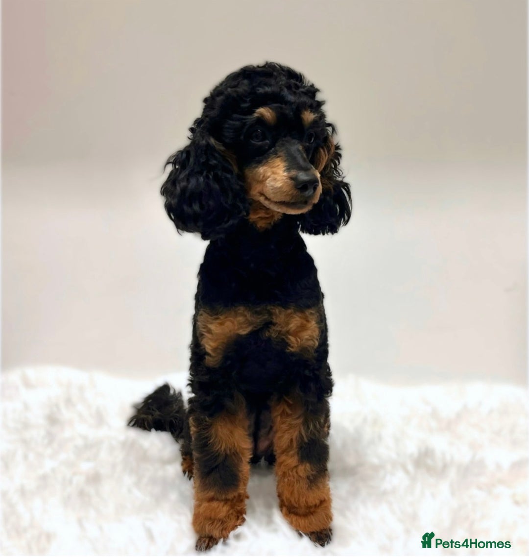 Miniature Poodle dogs for sale: 🌟KC Phantom Miniature Poodle Champion Lines🌟 - Advert 4