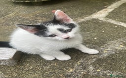Turkish Van cats for sale: Gorgeous & Loving Turkish Van Kittens - Image 39