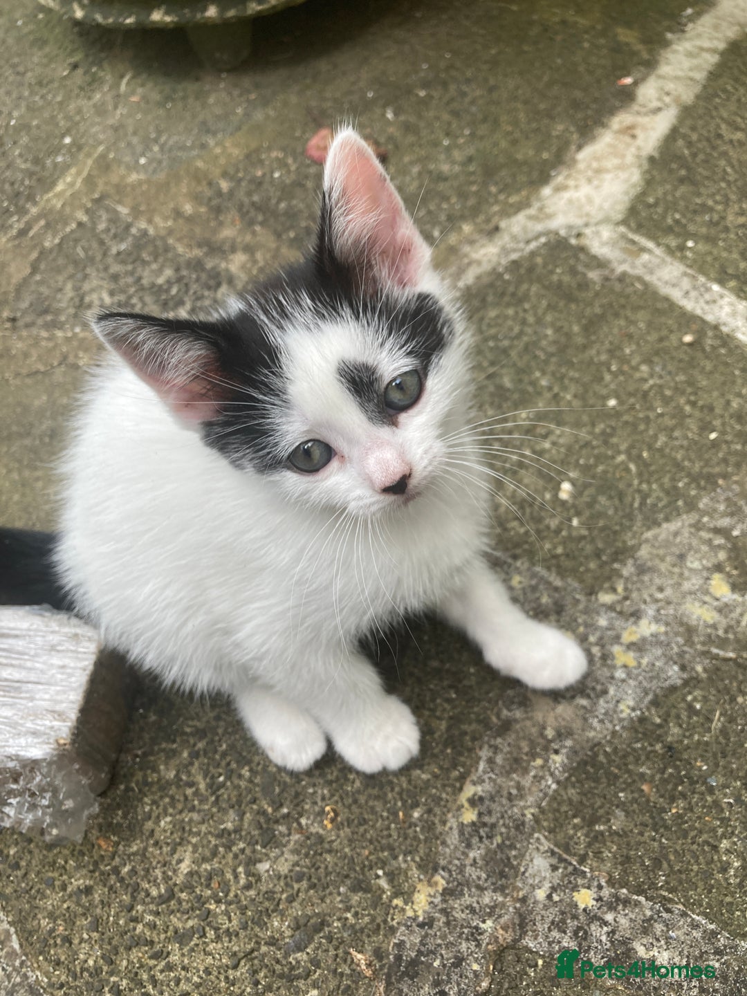 Turkish Van cats for sale: Gorgeous & Loving Turkish Van Kittens - Image 39