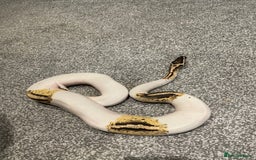 Python Snake reptiles for sale: Yellow Belly Pied Python - Image 2