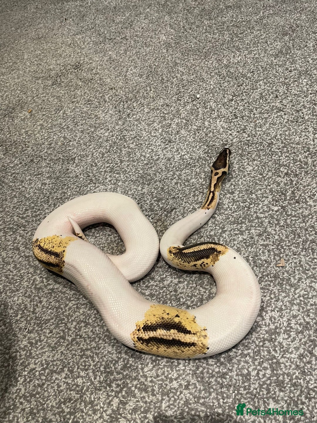 Python Snake reptiles for sale: Yellow Belly Pied Python - Image 2
