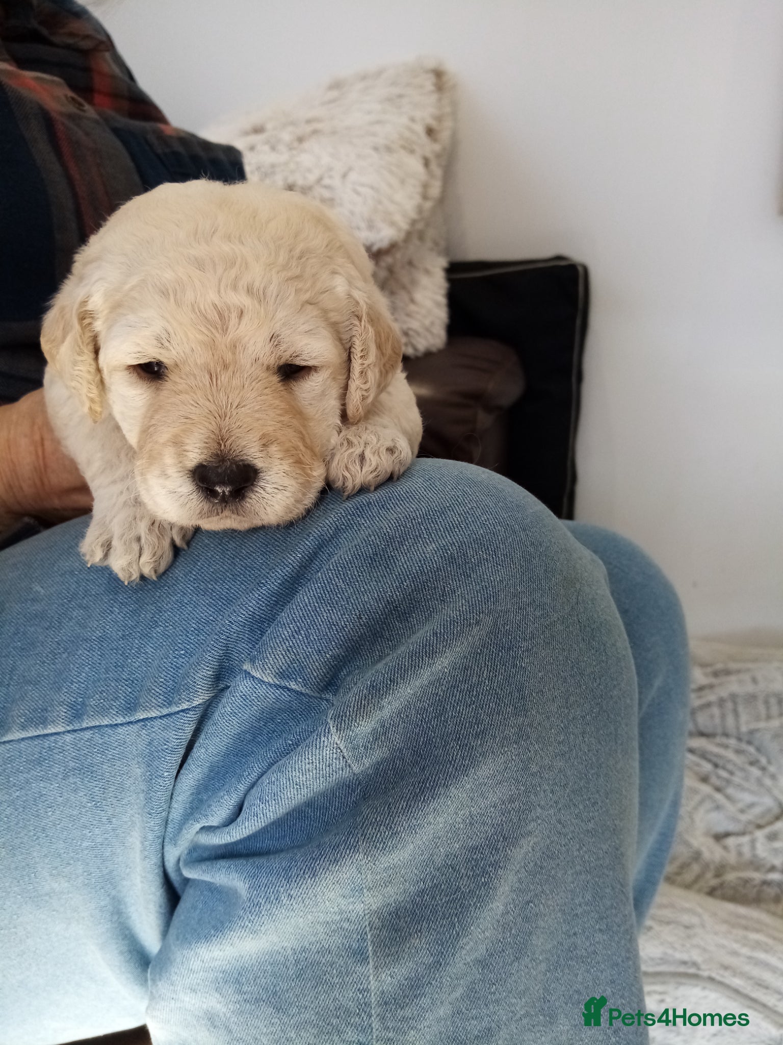 Goldendoodle dogs Goldendoodle puppies for sale - Advert 4
