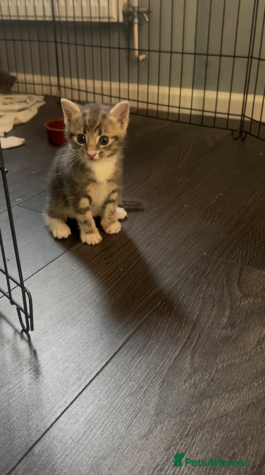 Mixed Breed cats for sale: 4 stunning kittens 😍😍 - Advert 2