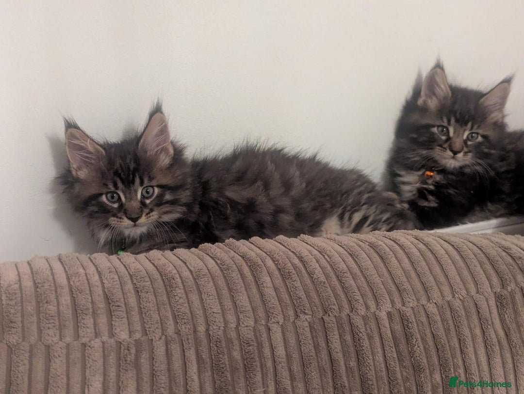 Maine Coon cats for sale: Mainecoon female 'lily' looking for family home 🏡 - Advert 6