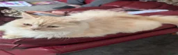 Persian cats for sale: Very sad sale of my beautiful boy in Sheffield - Advert 3