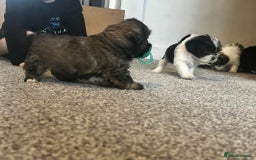 Zuchon dogs for sale: Bichon x Westie x Shih zu  - Advert 16