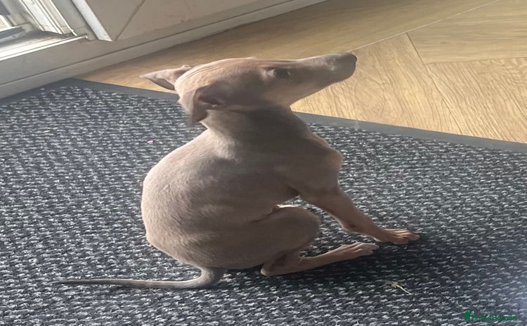 Italian Greyhound dogs - Advert 1