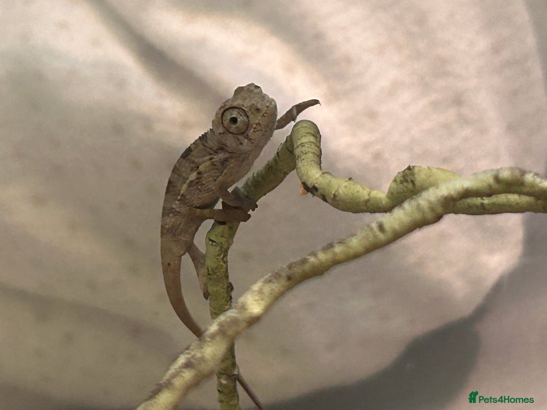 Chameleon reptiles for sale: Red belly red bar Panther chameleons  - Advert 5