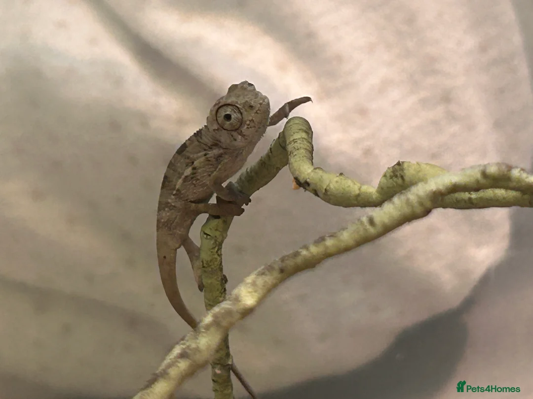 Chameleon reptiles for sale: Red belly red bar Panther chameleons  - Advert 5